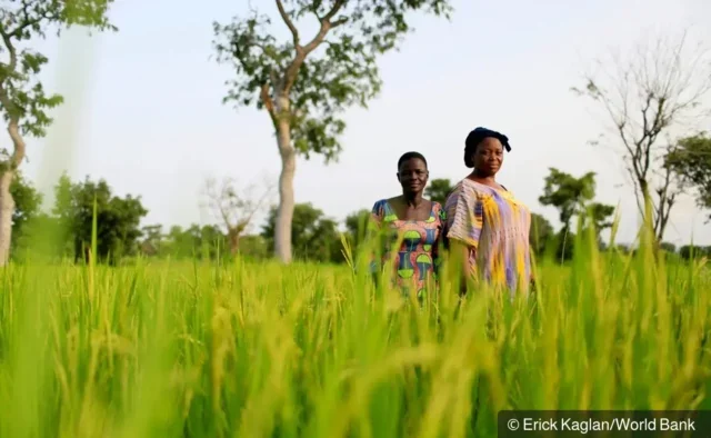 Two women standing in a field of long grass. Image credit: Erick Kaglan / World Bank