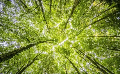 The view of a tree canopy from below