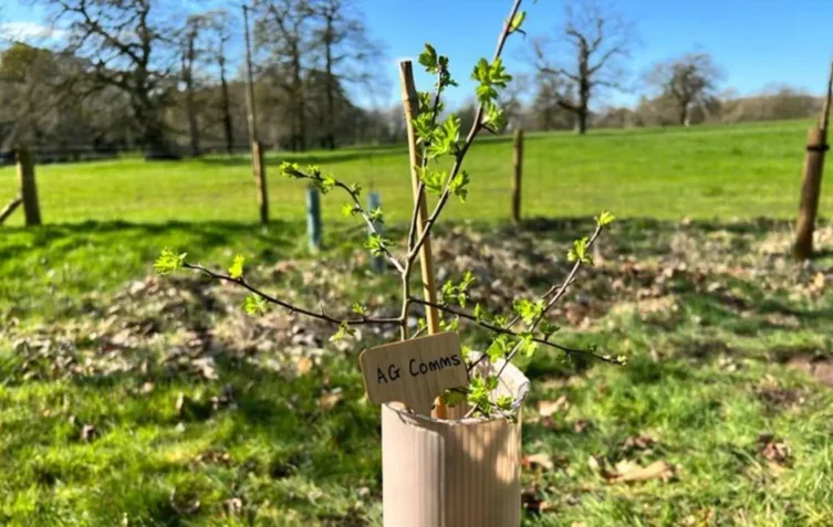 A newly planted tree sapling with a label that reads "AG Comms"